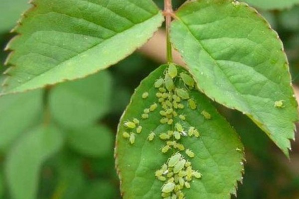 月季的蚜虫危害及防治方法 月季的蚜虫危害及防治方法