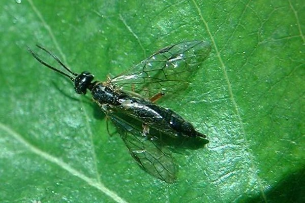 茎蜂 月季叶蜂、茎蜂的危害及防治方法