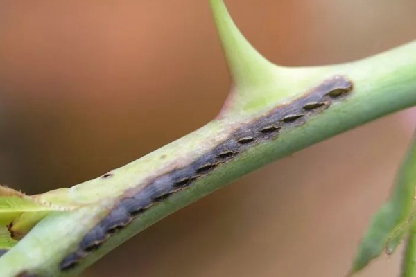 叶蜂 月季叶蜂、茎蜂的危害及防治方法