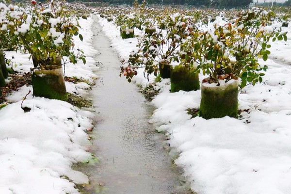 都下雪了,月季会不会冻死啊? 都下雪了,月季会不会冻死啊?