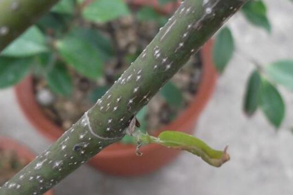月季蚧壳虫的危害及防治方法 月季蚧壳虫的危害及防治方法