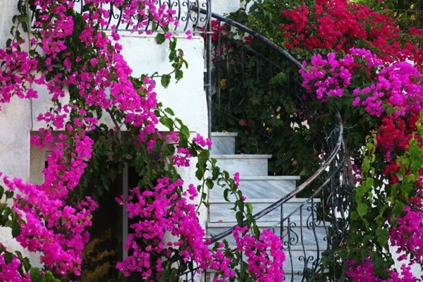 精致不输法国鲜花小镇的地方,中国也有! 精致不输法国鲜花小镇的地方,中国也有!