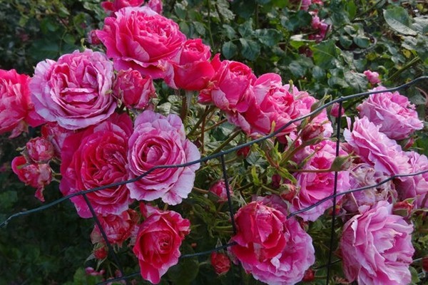 伊内斯·萨斯特雷-藤本月季 伊内斯·萨斯特雷(Ines Sastre)