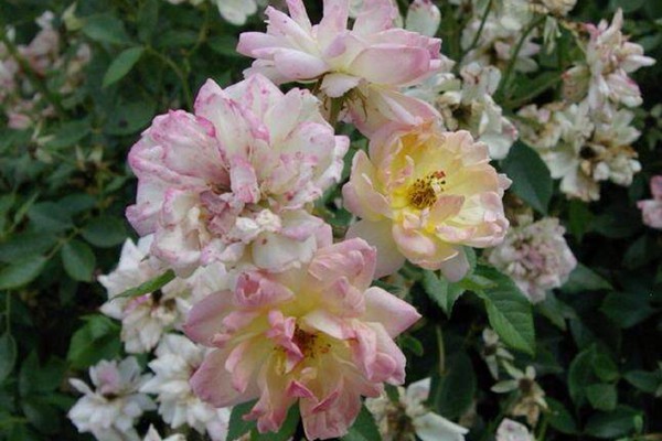 菲利斯彼得-藤本月季 菲利斯彼得-藤本月季
