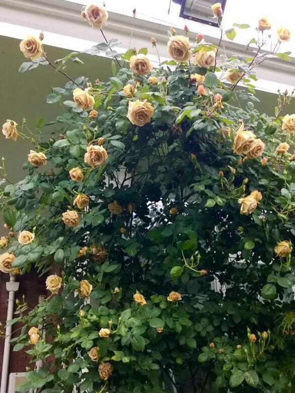 黄油硬糖-藤本月季 黄油硬糖(Butterscotch)