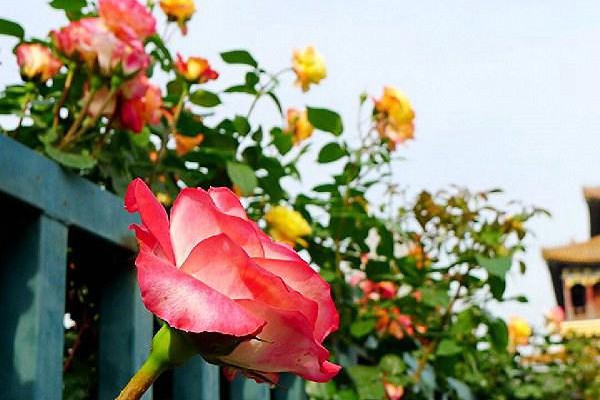 花墙、院门、篱笆……怎么能少得了藤本月季 花墙、院门、篱笆……怎么能少得了藤本月季