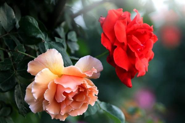 花墙、院门、篱笆……怎么能少得了藤本月季 花墙、院门、篱笆……怎么能少得了藤本月季