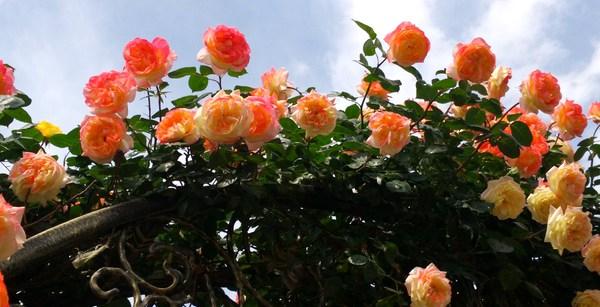 花墙、院门、篱笆……怎么能少得了藤本月季 花墙、院门、篱笆……怎么能少得了藤本月季