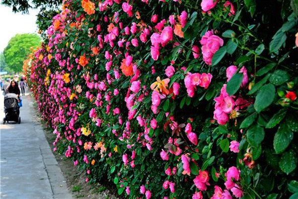 花墙、院门、篱笆……怎么能少得了藤本月季 花墙、院门、篱笆……怎么能少得了藤本月季