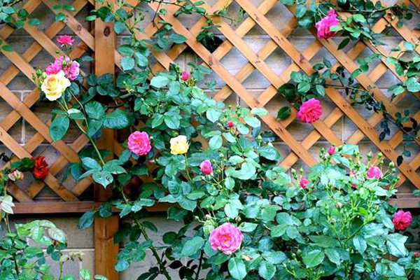 花墙、院门、篱笆……怎么能少得了藤本月季 花墙、院门、篱笆……怎么能少得了藤本月季