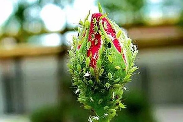 美炸天的月季,稍微修剪一下就能花开不断! 美炸天的月季,稍微修剪一下就能花开不断!