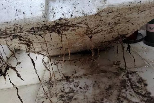 小心无缘无故爆盆,根系不好,爆盆也会让月季“难产”而死 小心无缘无故爆盆,根系不好,爆盆也会让月季“难产”而死