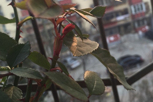 月季休眠时间发新芽,不休眠怎么办? 月季休眠时间发新芽,不休眠怎么办?