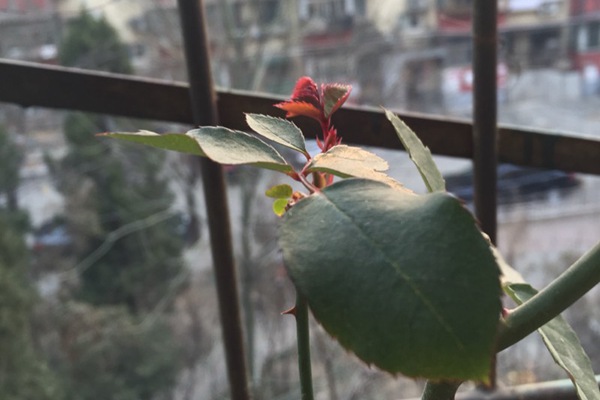 月季休眠时间发新芽,不休眠怎么办? 月季休眠时间发新芽,不休眠怎么办?