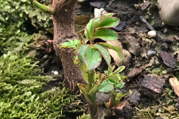 月季休眠时间发新芽,不休眠怎么办? 月季休眠时间发新芽,不休眠怎么办?