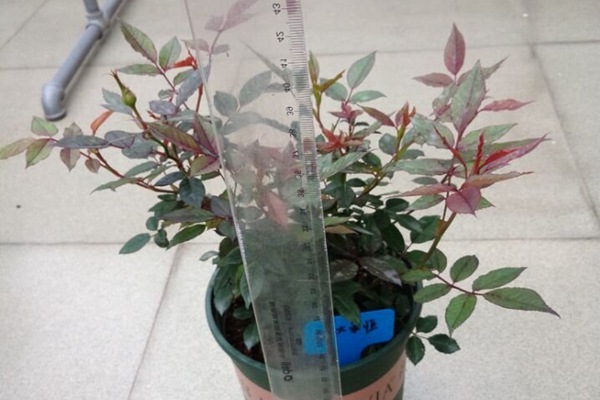 百慕大永恒-微月 百慕大永恒