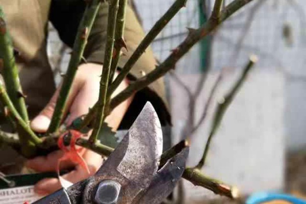 网购的裸根月季怎么种植成活率高? 网购的裸根月季怎么种植成活率高?