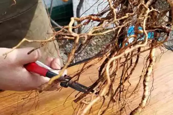 网购的裸根月季怎么种植成活率高? 网购的裸根月季怎么种植成活率高?