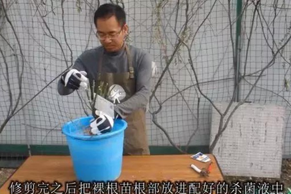 网购的裸根月季怎么种植成活率高? 网购的裸根月季怎么种植成活率高?