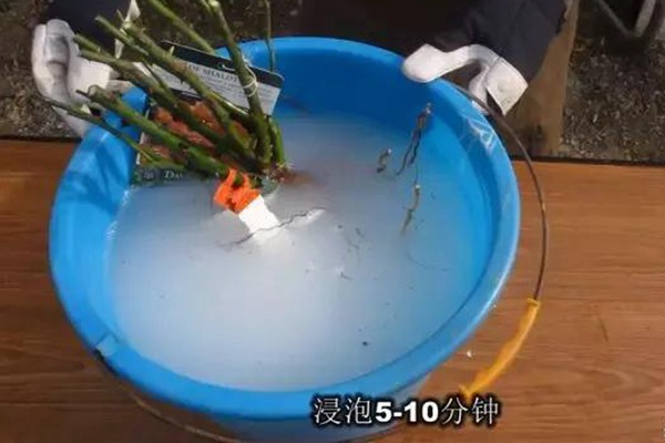 网购的裸根月季怎么种植成活率高? 网购的裸根月季怎么种植成活率高?