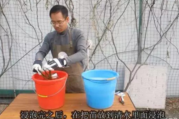 网购的裸根月季怎么种植成活率高? 网购的裸根月季怎么种植成活率高?