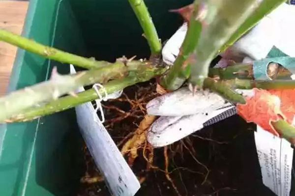 网购的裸根月季怎么种植成活率高? 网购的裸根月季怎么种植成活率高?