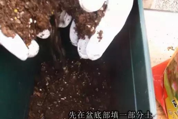 网购的裸根月季怎么种植成活率高? 网购的裸根月季怎么种植成活率高?