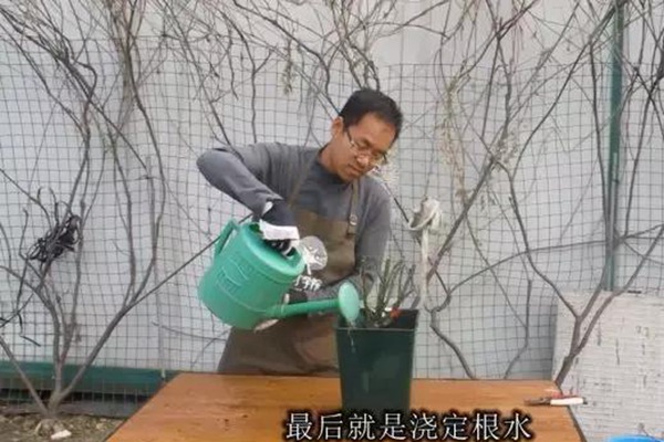 网购的裸根月季怎么种植成活率高? 网购的裸根月季怎么种植成活率高?