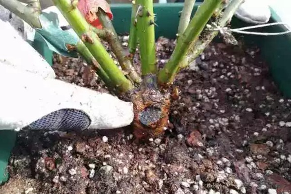 网购的裸根月季怎么种植成活率高? 网购的裸根月季怎么种植成活率高?