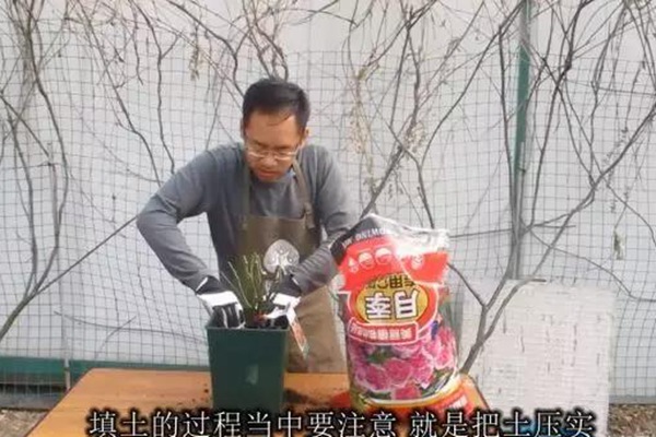 网购的裸根月季怎么种植成活率高? 网购的裸根月季怎么种植成活率高?
