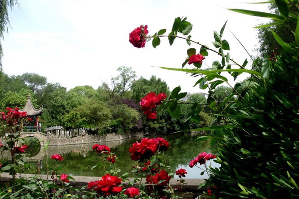 夏天开花多的藤本月季? 夏天开花多的藤本月季?