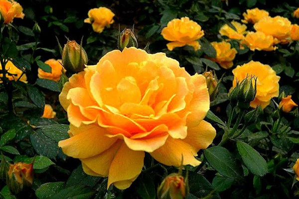 藤本黄和平 藤本黄和平(Yellow Peace)