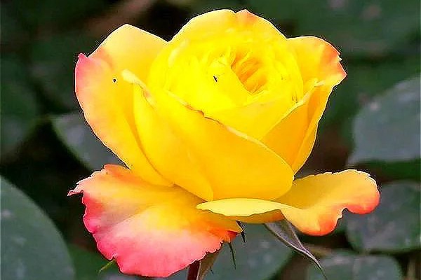藤本黄和平 藤本黄和平(Yellow Peace)