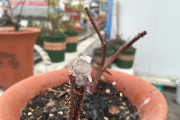 月季冬季修剪后的伤流病怎么处理 月季冬季修剪后的伤流病怎么处理