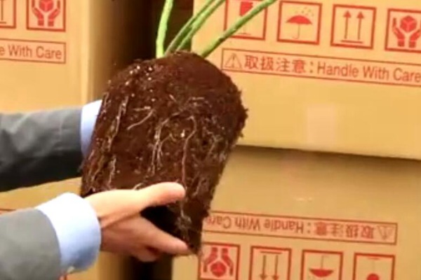 盆栽月季入冬前的修剪换盆 盆栽月季入冬前的修剪换盆