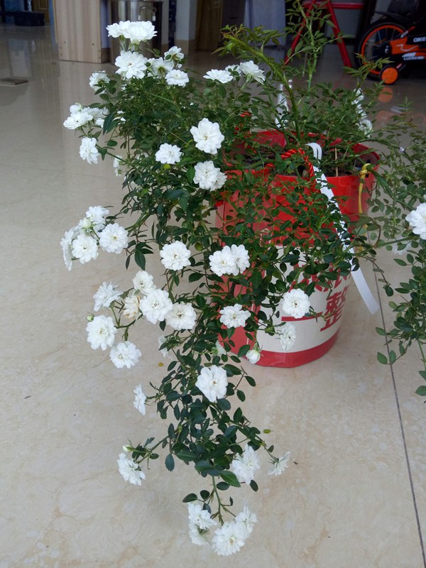 1516706608559334.jpg 雪光.jpg