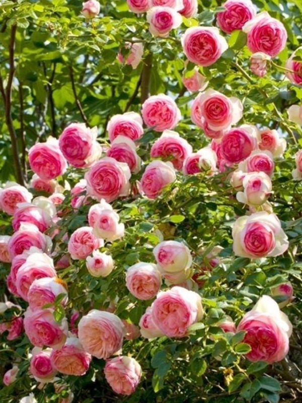 月季为什么不肯开花? 月季为什么不肯开花?