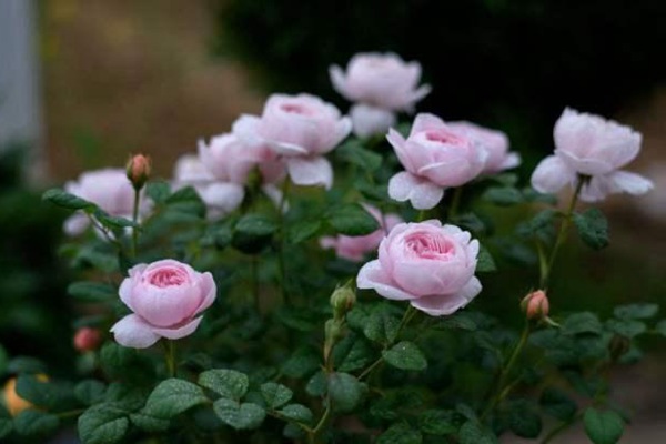 月季为什么不肯开花? 月季为什么不肯开花?