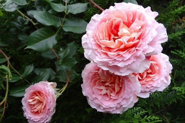 亚伯拉罕达比-藤本月季 亚伯拉罕·达比(Abraham Darby)