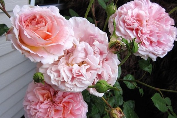 亚伯拉罕达比-藤本月季 亚伯拉罕·达比(Abraham Darby)