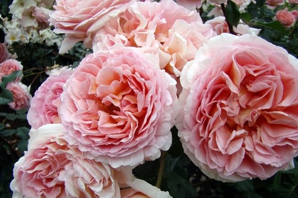 亚伯拉罕达比-藤本月季 亚伯拉罕·达比(Abraham Darby)