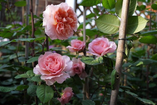 藤本月季怎么修剪成灌木? 藤本月季怎么修剪成灌木?