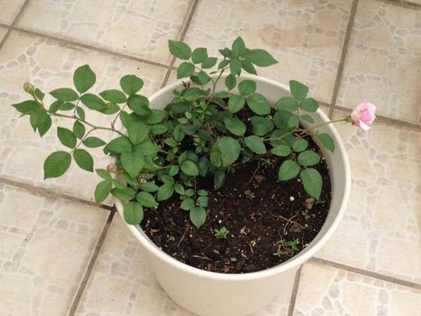 藤本月季最佳种植季节! 藤本月季最佳种植季节!