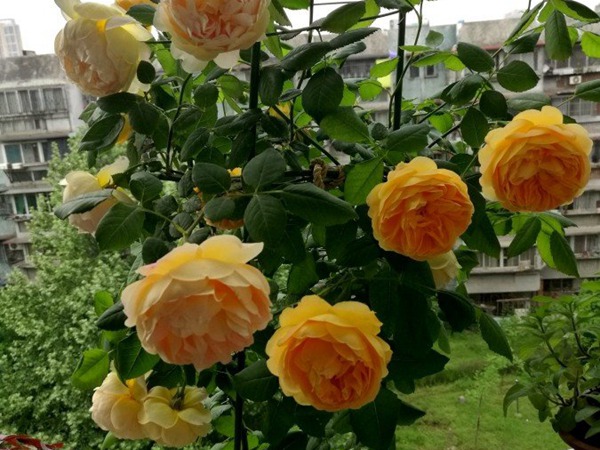 黄金庆典一年开几次花? 黄金庆典一年开几次花(3-4次)