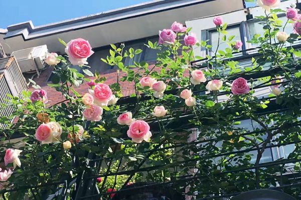 藤本月季可以在阳台种植吗? 藤本月季可以在阳台种植吗?