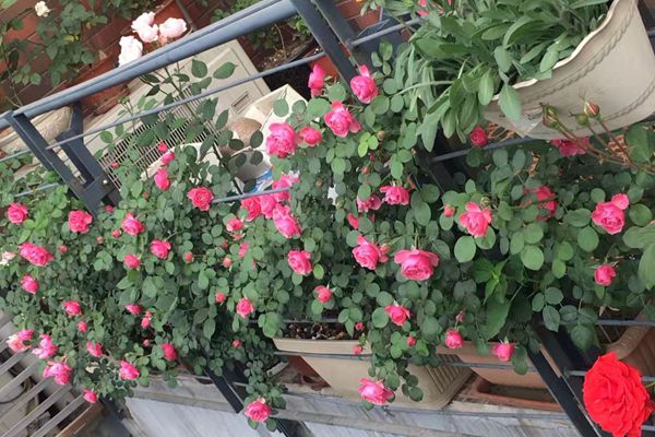 藤本月季可以在阳台种植吗? 藤本月季可以在阳台种植吗?