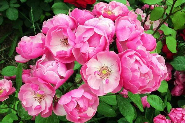 藤本月季能当年就开花么? 藤本月季能当年就开花么?