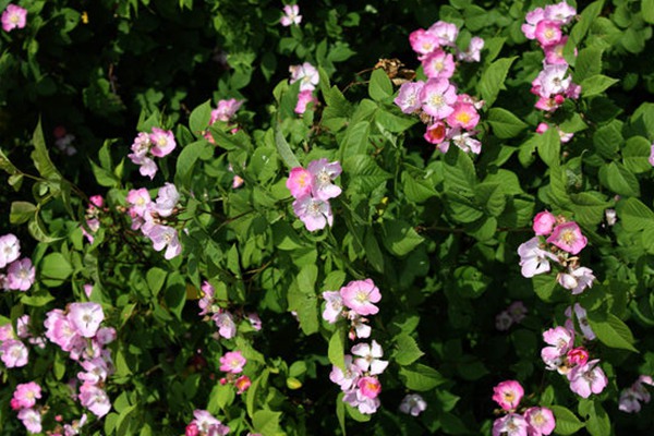 粉团蔷薇(cathayensis) 粉团蔷薇(cathayensis)
