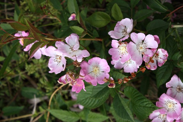 粉团蔷薇(cathayensis) 粉团蔷薇(cathayensis)