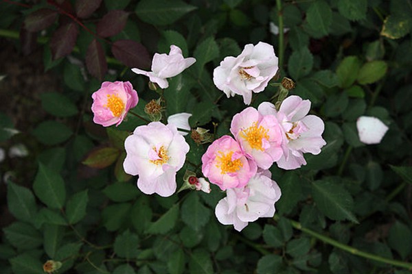 粉团蔷薇(cathayensis) 粉团蔷薇(cathayensis)